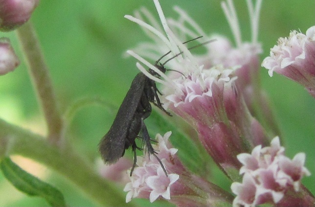 Scythris sp. (Scythrididae) da ID